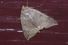 Thyas juno