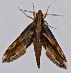 Xylophanes guianensis