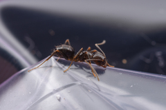 Nylanderia amia