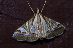 Agrioglypta itysalis