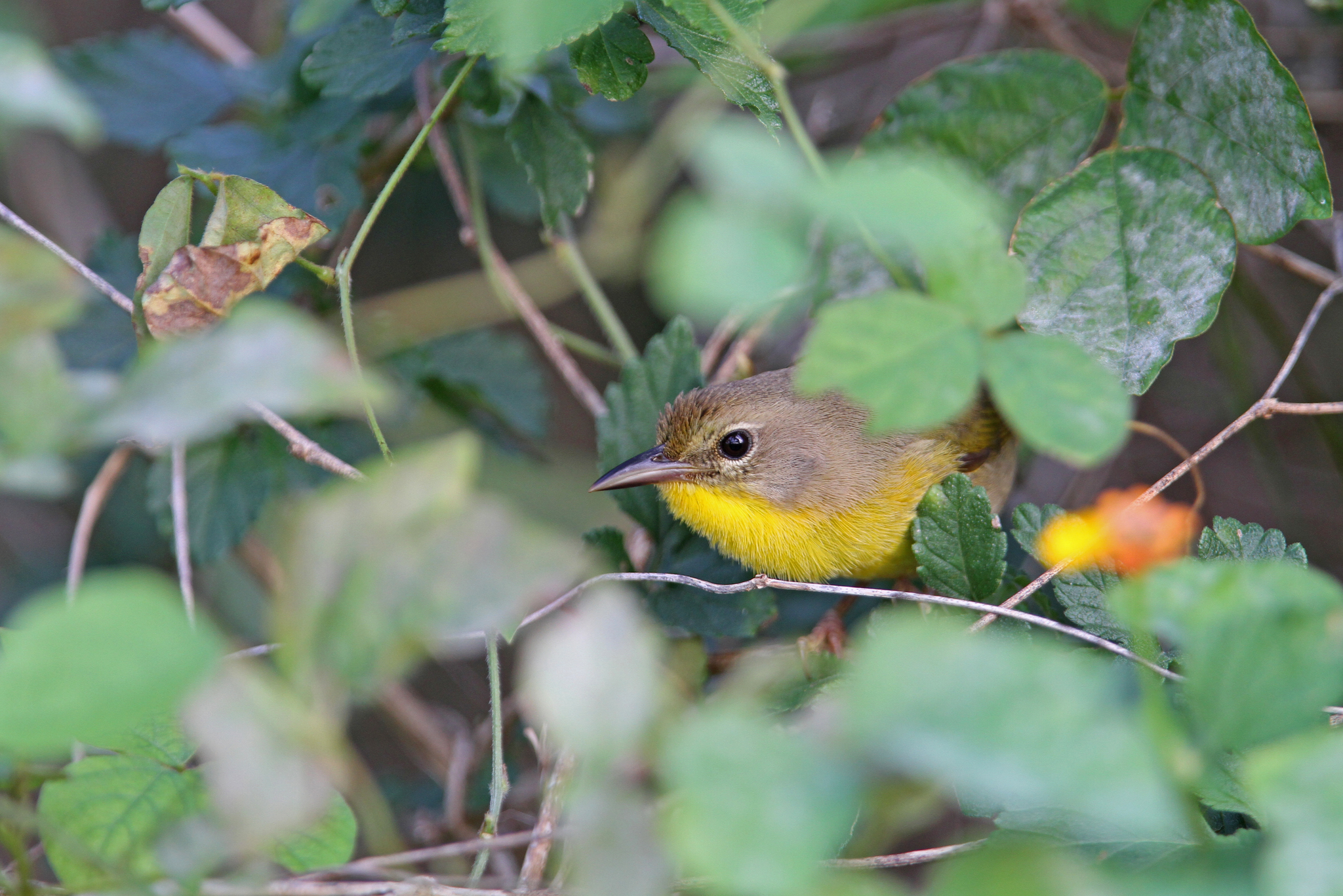 Bahama Yellowthroat (Geothlypis rostrata), photo 7