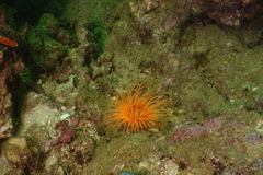 Pachycerianthus