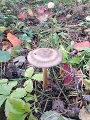 Amanita umbrinolutea