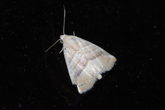 Eublemma baccalix