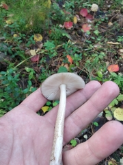 Amanita umbrinolutea