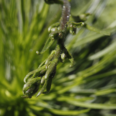 Stylidium laricifolium
