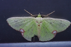 Comibaena procumbaria