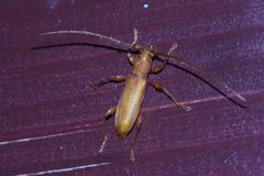 Allotraeus insularis