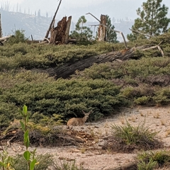 Odocoileus hemionus inyoensis