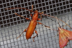 Allotraeus insularis