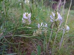 Astragalus austrosibiricus