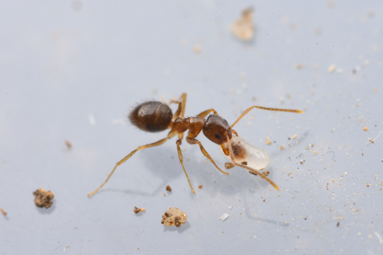 Nylanderia ryukyuensis