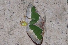 Celenna festivaria