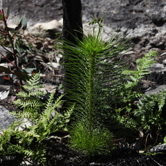 Stylidium laricifolium