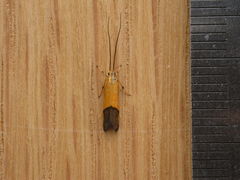 Crocanthes micradelpha