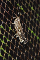 Aiolopus thalassinus tamulus