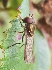 Platycheirus scutatus