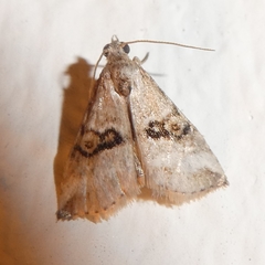 Zebeeba falsalis