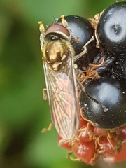 Platycheirus scutatus