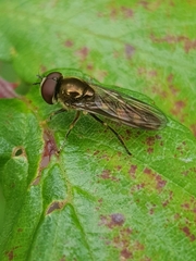 Platycheirus scutatus