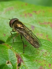 Platycheirus scutatus