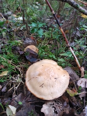 Cortinarius talus