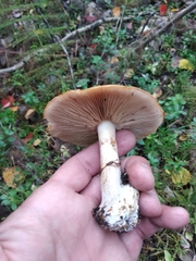 Cortinarius talus