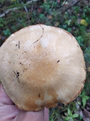 Cortinarius talus