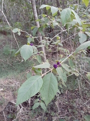 Callicarpa pedunculata