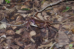 Geothelphusa tenuimanus