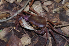 Geothelphusa tenuimanus
