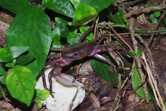 Geothelphusa tenuimanus