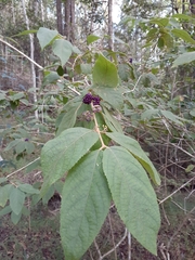 Callicarpa pedunculata