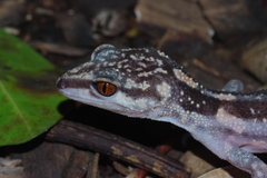 Goniurosaurus kuroiwae