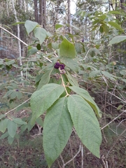 Callicarpa pedunculata