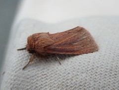 Denticucullus pygmina