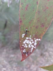 Iridomyrmex purpureus