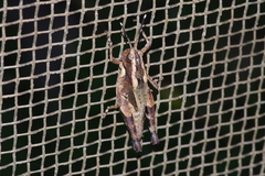Traulia ornata okinawaensis