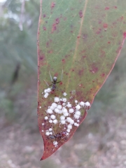 Iridomyrmex purpureus