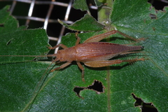 Aphonoides rufescens