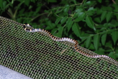 Lycodon semicarinatus