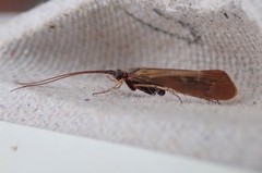 Limnephilus auricula