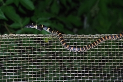 Lycodon semicarinatus