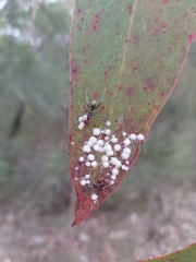 Iridomyrmex purpureus