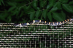 Lycodon semicarinatus