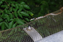 Lycodon semicarinatus