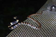 Lycodon semicarinatus