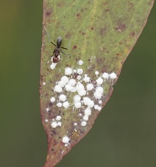 Iridomyrmex purpureus