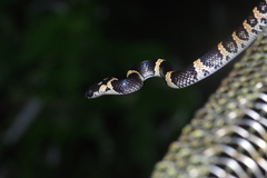 Lycodon semicarinatus