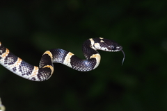 Lycodon semicarinatus